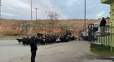 Şap hastalığı nedeniyle kapalı olan Siirt Hayvan Pazarı açıldı