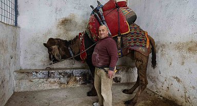 Şap karantinası nedeniyle iptal edilen deve güreşleri sektörde sıkıntıya neden oldu