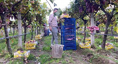 Sarıgöl'de üzüm hasadı devam ediyor