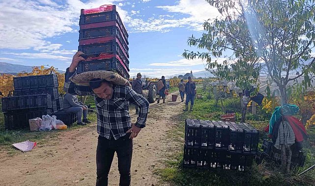 Sarıgöl'de üzüm kesimi aralık ayında da sürüyor