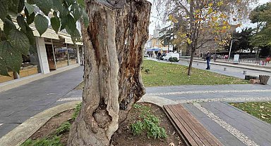 Şehirdeki 20 anıt ağaçtan biri olan çınar, gövdesi olmadan dış kabuğu üzerinde duruyor
