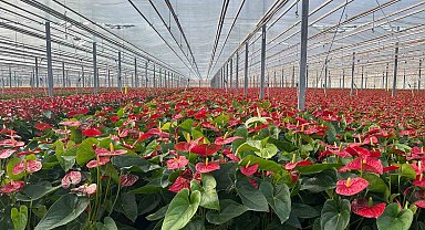 Seralarda modern üretim: Tonlarca salatalık ve süs bitkisi üretimi