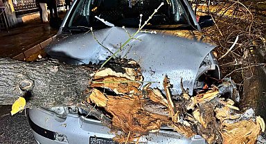 Seyir halindeki otomobilin üzerine ağaç devrildi