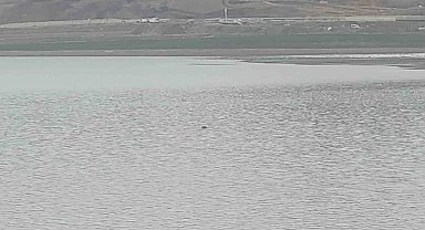 Sıhke Göleti'ne giren inek telef oldu