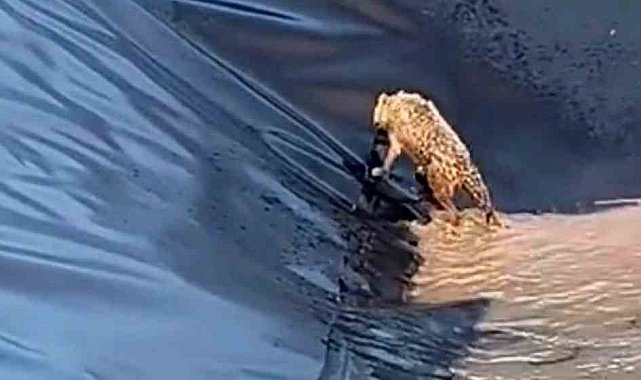 Siirt'te kurt boş havuza düştü