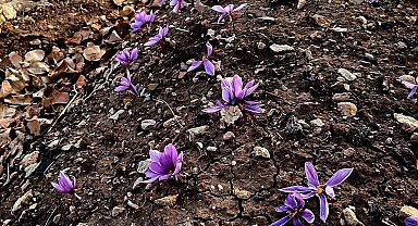 Siirt'te safran üretiminde ilk başarılı uygulama gerçekleştirildi