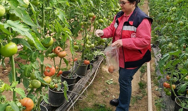 Simav'daki sera alanlarından pestisit denetimi için domates numunesi alımı