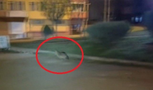 Sinop'ta aç kalan çakal şehir merkezine indi