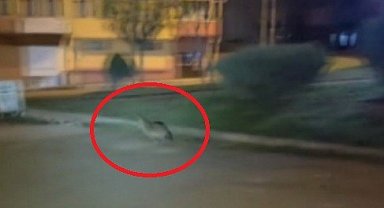 Sinop'ta aç kalan çakal şehir merkezine indi