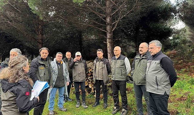 Sinop'ta ormancılık faaliyetleri