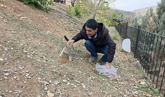 Siverek'te sahipsiz kedilere mama bırakıldı