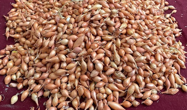 Soğan üreticilerine 'Dikim zamanı' uyarısı