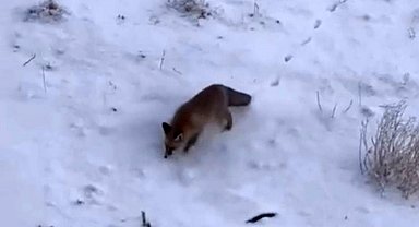 Soğuk hava tilkileri Diyadin merkezine indirdi