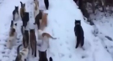 Soğuk kış günlerinde yürek ısıtan görüntüler Erzincan'dan