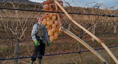 Soğukta budanan bağlardan işçilere tatlı sürpriz