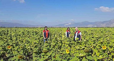 Söke'de 10 bin dekarlık alana ayçiçeği tohumu dağıtılacak