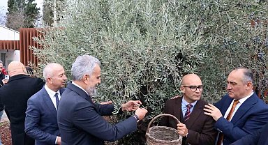 Stratonikeia'da ilk 'Zeytin Hasat Festivali' düzenlendi