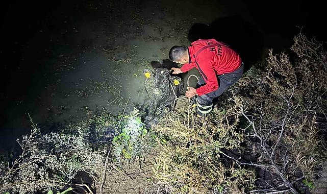 Su kanalına düşen buzağıyı itfaiye kurtardı