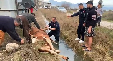 Su kanalına düşen inek itfaiyenin 1 saatlik çalışmasıyla kurtarıldı
