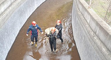 Su kanalına düşen karaca kurtarıldı, itfaiye eri metrelerce omzunda taşıdı