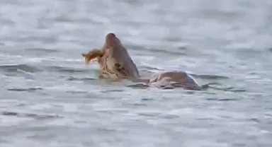 Su samuru avını yerken görüntülendi