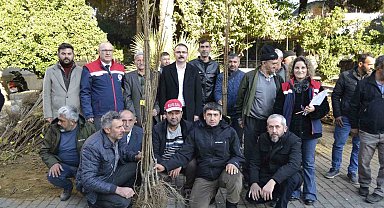 Sultanhisar'da üreticiye kestane ve incir fidesi dağıtıldı