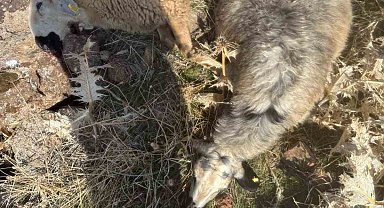 Sürüden ayrılan koyunları kurt kaptı: 28 koyun telef oldu