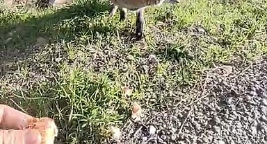 Tarihi Alan'da insanlara alışan tilki bölgenin maskotu oldu