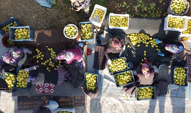 Tarım-ÜFE yıllık yüzde 31,45 arttı, aylık yüzde 1,56 azaldı