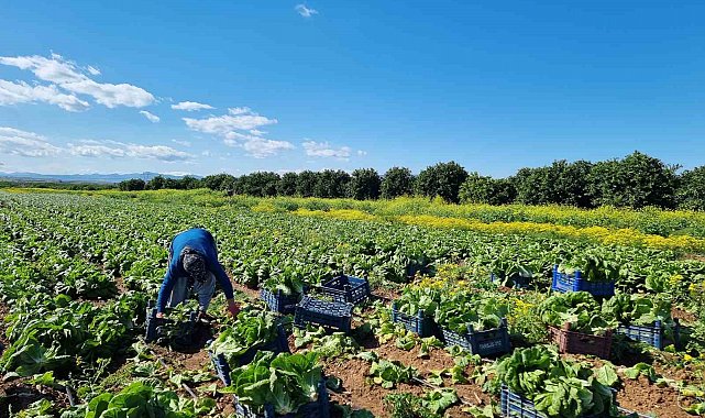 Tarım üretici fiyatlarında aylık düşüş, yıllık yükseliş