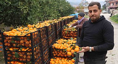 Tarla fiyatı 2 TL'ye kadar gerileyen mandalina üreticilerinden market fiyatlarına tepki