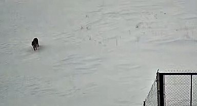 Tatvan'da kurt görüntülendi