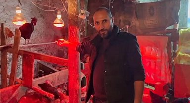 Tavuklara müzikli terapi: "Yumurta verimi arttı"