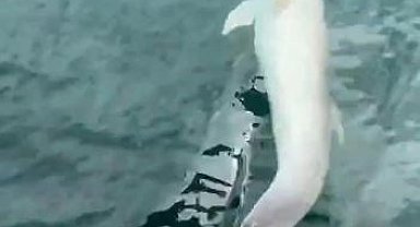 Tekirdağ açıklarında tekneye yunus eşliği