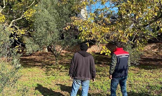 Tekirdağ'da ceviz bahçesinde hastalık ve zararlı kontrolü yapıldı