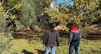 Tekirdağ'da ceviz bahçesinde hastalık ve zararlı kontrolü yapıldı