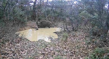 Tekirdağ'da domuz sürüsü görüntülendi