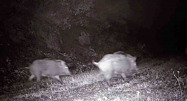 Tekirdağ'da fotokapana domuz sürüsü takıldı