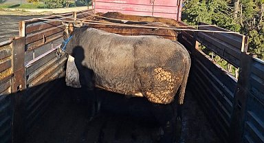 Tekirdağ'da kaçak hayvan sevkiyatına 102 bin lira ceza