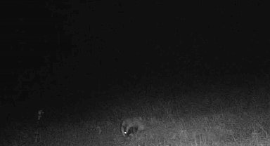 Tekirdağ'da porsuk ve kaya sansarı görüntülendi