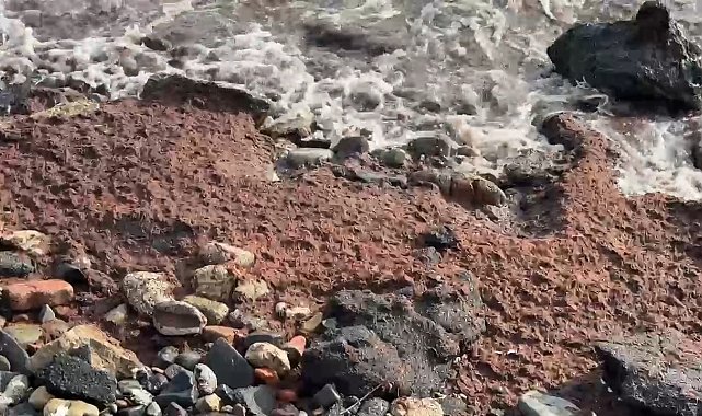 Tekirdağ'da poyraz kızıl yosun sürükledi