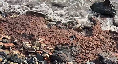 Tekirdağ'da poyraz kızıl yosun sürükledi