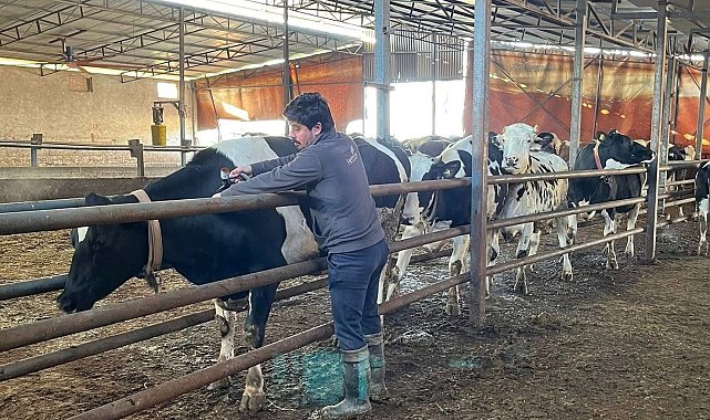 Tekirdağ'da şap aşısı çalışmaları aralıksız sürüyor