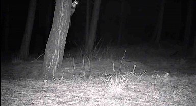 Tekirdağ'da yaban hayatı fotokapanlarla görüntülendi