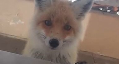 Tilki, bakımevini ziyaret etti