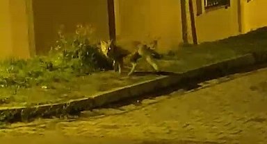 Tilkinin panik anları kameraya takıldı