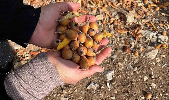 Toros Dağları'nda gizemli hayırseverin 30 yıl önce aşıladığı meyveler bölge halkına gelir oldu