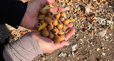 Toros Dağları'nda gizemli hayırseverin 30 yıl önce aşıladığı meyveler bölge halkına gelir oldu