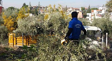 Toroslar Belediyesi zeytin ağaçlarını kesti, vatandaş tepki gösterdi