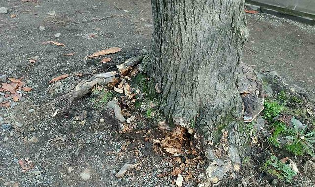 Trabzon Büyükşehir Belediyesi'nden "yeşil dokuya zarar" iddialarına yanıt